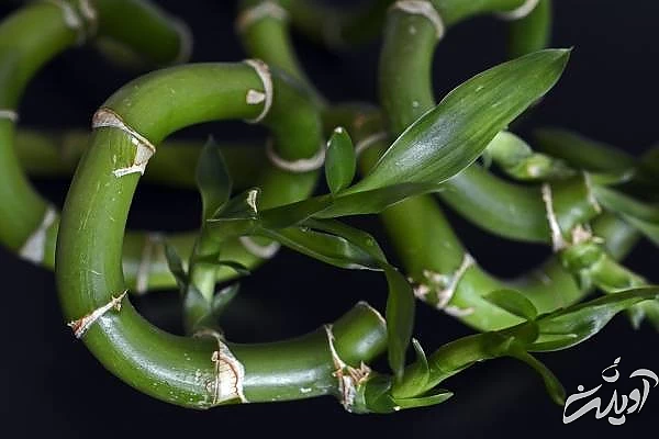 خاک بامبو آب بامبو